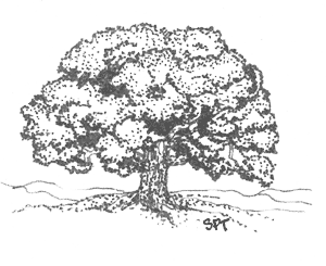 Oak Tree